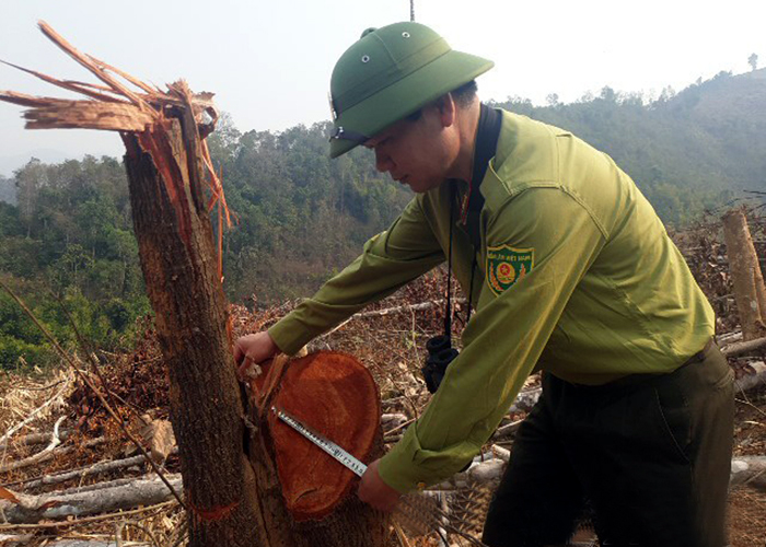 Lực lượng kiểm lâm Mường Nhé kiểm đếm diện tích rừng bị phá tại xã Mường Toong. Ảnh: Cổng TTĐT Sở NN&PTNT Điện Biên